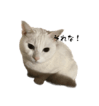 ぼぴ家の猫（個別スタンプ：13）