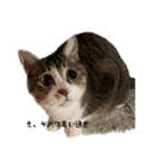 ぼぴ家の猫（個別スタンプ：15）