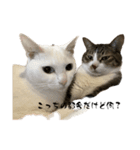 ぼぴ家の猫（個別スタンプ：16）