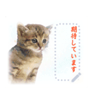 かわいい猫のメッセージスタンプ5-1（個別スタンプ：1）