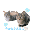 ししちゃちゃスタンプ2（個別スタンプ：3）