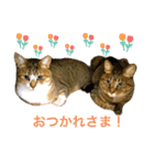 ししちゃちゃスタンプ2（個別スタンプ：4）