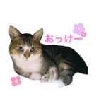 ししちゃちゃスタンプ2（個別スタンプ：7）
