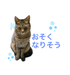 ししちゃちゃスタンプ2（個別スタンプ：9）