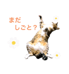 ししちゃちゃスタンプ2（個別スタンプ：10）