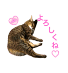 ししちゃちゃスタンプ2（個別スタンプ：11）