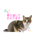 ししちゃちゃスタンプ2（個別スタンプ：12）