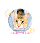 ししちゃちゃスタンプ2（個別スタンプ：13）