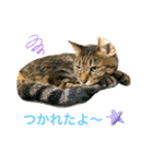 ししちゃちゃスタンプ2（個別スタンプ：14）