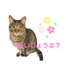 ししちゃちゃスタンプ2（個別スタンプ：16）