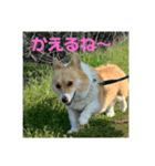コーギーうららか日和（個別スタンプ：2）