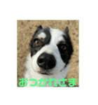 コーギーうららか日和（個別スタンプ：3）