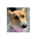 コーギーうららか日和（個別スタンプ：4）