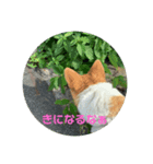 コーギーうららか日和（個別スタンプ：8）