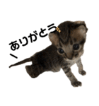 ねこの乳児院Tetorisia /子猫（個別スタンプ：2）