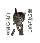 ねこの乳児院Tetorisia /子猫（個別スタンプ：3）