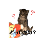 ねこの乳児院Tetorisia /子猫（個別スタンプ：4）