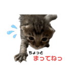 ねこの乳児院Tetorisia /子猫（個別スタンプ：5）