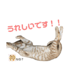ねこの乳児院Tetorisia /子猫（個別スタンプ：6）