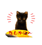 ねこの乳児院Tetorisia /子猫（個別スタンプ：9）