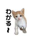 ねこの乳児院Tetorisia /子猫（個別スタンプ：10）