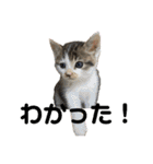 ねこの乳児院Tetorisia /子猫（個別スタンプ：11）