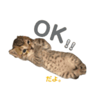 ねこの乳児院Tetorisia /子猫（個別スタンプ：12）