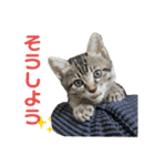 ねこの乳児院Tetorisia /子猫（個別スタンプ：13）