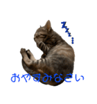 ねこの乳児院Tetorisia /子猫（個別スタンプ：14）