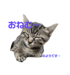 ねこの乳児院Tetorisia /子猫（個別スタンプ：15）