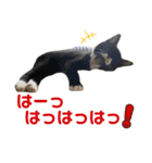 ねこの乳児院Tetorisia /子猫（個別スタンプ：16）