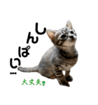 ねこの乳児院Tetorisia /子猫（個別スタンプ：19）