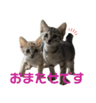 ねこの乳児院Tetorisia /子猫（個別スタンプ：20）