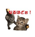ねこの乳児院Tetorisia /子猫（個別スタンプ：22）