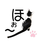ねこの乳児院Tetorisia /子猫（個別スタンプ：23）