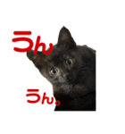 ねこの乳児院Tetorisia /子猫（個別スタンプ：24）