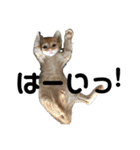 ねこの乳児院Tetorisia /子猫（個別スタンプ：25）