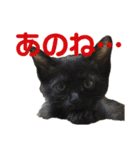 ねこの乳児院Tetorisia /子猫（個別スタンプ：27）