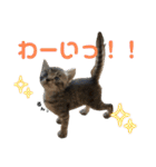 ねこの乳児院Tetorisia /子猫（個別スタンプ：28）