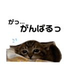 ねこの乳児院Tetorisia /子猫（個別スタンプ：29）