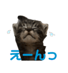 ねこの乳児院Tetorisia /子猫（個別スタンプ：30）
