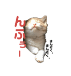ねこの乳児院Tetorisia /子猫（個別スタンプ：31）