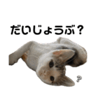 ねこの乳児院Tetorisia /子猫（個別スタンプ：32）