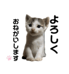 ねこの乳児院Tetorisia /子猫（個別スタンプ：33）