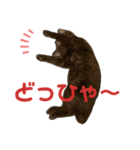 ねこの乳児院Tetorisia /子猫（個別スタンプ：34）