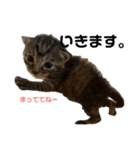 ねこの乳児院Tetorisia /子猫（個別スタンプ：35）