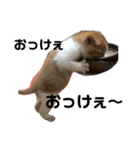 ねこの乳児院Tetorisia /子猫（個別スタンプ：36）