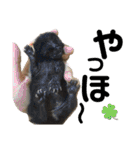 ねこの乳児院Tetorisia /子猫（個別スタンプ：37）