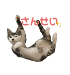 ねこの乳児院Tetorisia /子猫（個別スタンプ：38）