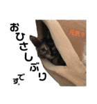 ねこの乳児院Tetorisia /子猫（個別スタンプ：39）